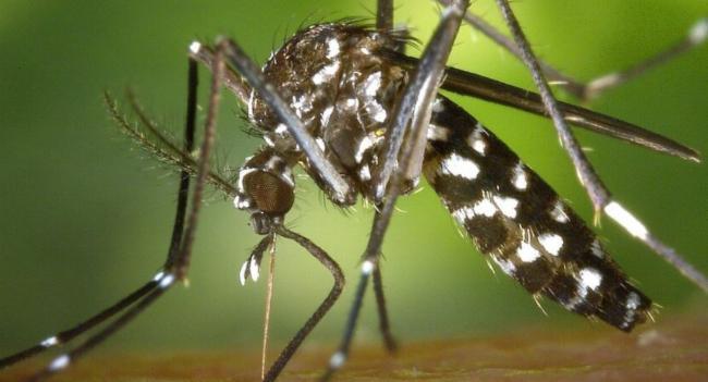Mosquito Larvae Density Shows Decline, says NDCU